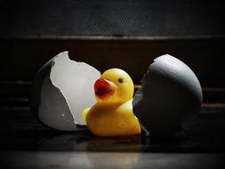 rubber duck in a shell