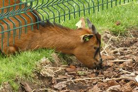 goat stuck in a fence