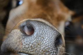 closeup photo of the Cow Nose