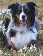 Fluffy cute dog
