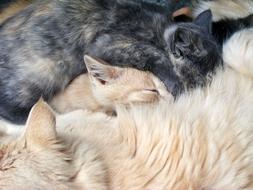 Furry Cats