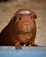 brown looking guinea pig