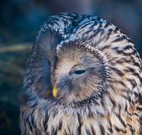 Bird Living Nature Pen