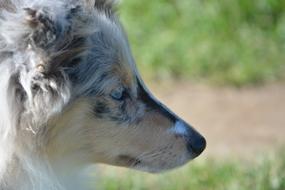 Puppy Dog Head Profile