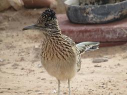 Bird Roadrunner in Wildlife