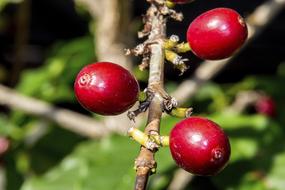 red ripe coffee berries