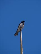 Exotic Blue Faced Honeyeater Bird