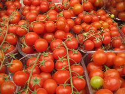 delicious tomatoes at the market