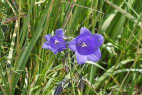 pretty violets in the grass