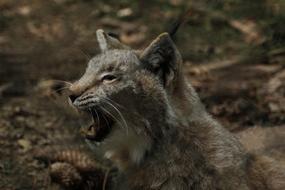 Lynx Wildlife Park Eat