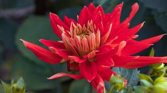 Dahlia Red Bright Close