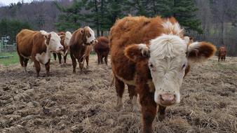 Cow Cows Farm