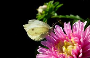 Butterfly Insect on pink Flower