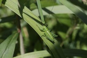 Grasshopper Green Insect in garden