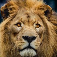 Lion Head Big Cat portrait