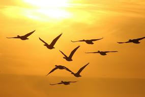 Geese Winter
