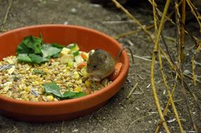 little mouse eats grain