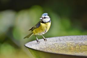 Blue Tit Songbird blur photo