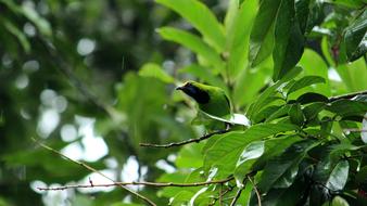 green bird hides in the foliage