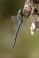 blue flying dragonfly