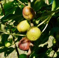 ripe sweet figs on a tree
