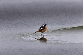 little bird on the lake