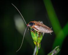 grass beetle macro
