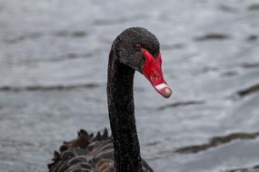 Black Swan Wild