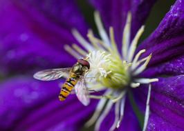bee in the purple bud