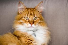 ginger house cat