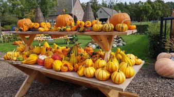 Juicy beautiful pumpkin fair