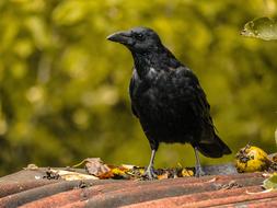 black raven on the roof