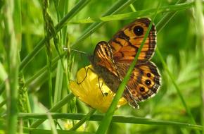 Wall Fox Butterfly Close Up