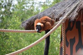 red ruffed Lemur on rope at hut, madagascar