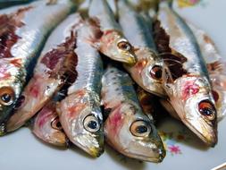 raw fish snack
