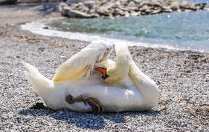 Swan Water Bird