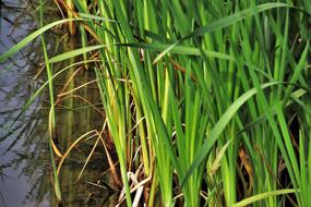 Rushes Grass Green