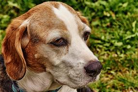 portrait of sad Dog Pet Animal