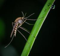 large mosquito sitting on the grass