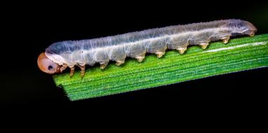 long caterpillar on a leaf