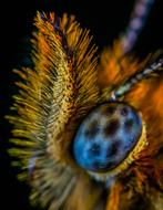 Close up of an insect eye