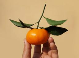 beautiful tangerine in hand