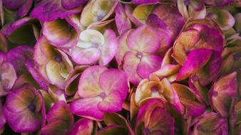 Hydrangeas Background Flowers