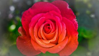 Rose Greeting Card Orange