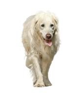 Dog Animal Isolated