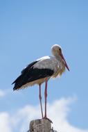 Stork Bird White