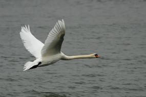 Swan Bird Animal flying over the lake