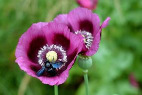 blue insect on Poppy Flowers