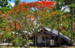 wooden house bright tropical trees in thailand