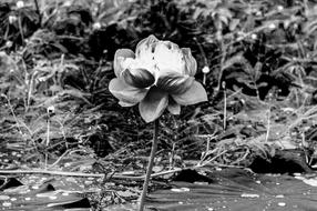 White Lotus Background Arts